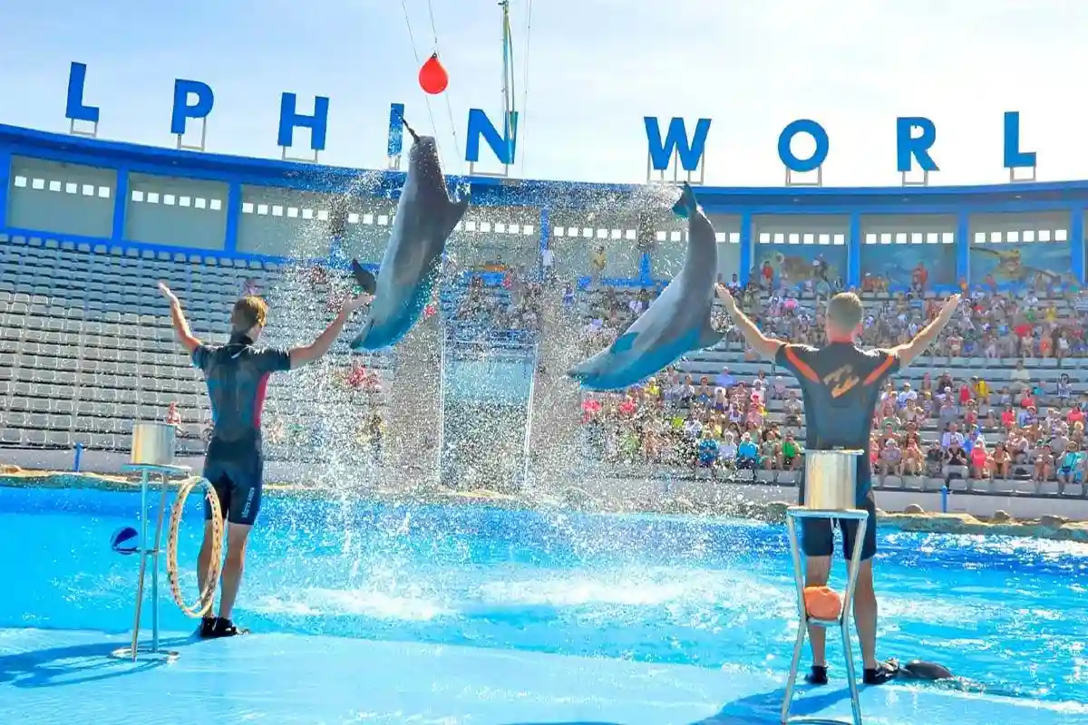 Прыжки дельфинов на шоу в Dolphin World в Макади Бей